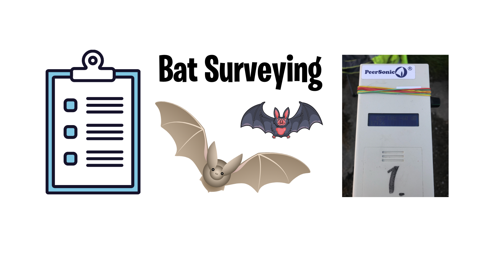 My Experience of Bat Surveying Get Kids Into Survey